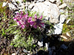 Pedicularis rosea