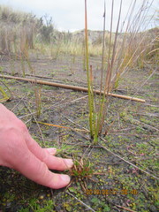 Juncus caespiticius