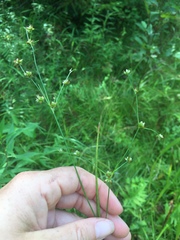 Juncus brachycephalus