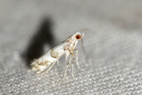 Marmara fraxinicola Braun, 1922