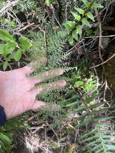 Asplenium schizophyllum observed 2025-03-27