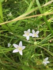 Campanula aparinoides