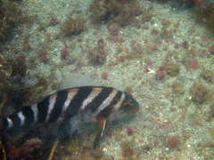 Chirodactylus spectabilis