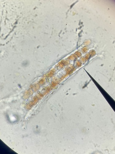 Wildemania occidentalis observed 2025-03-29
