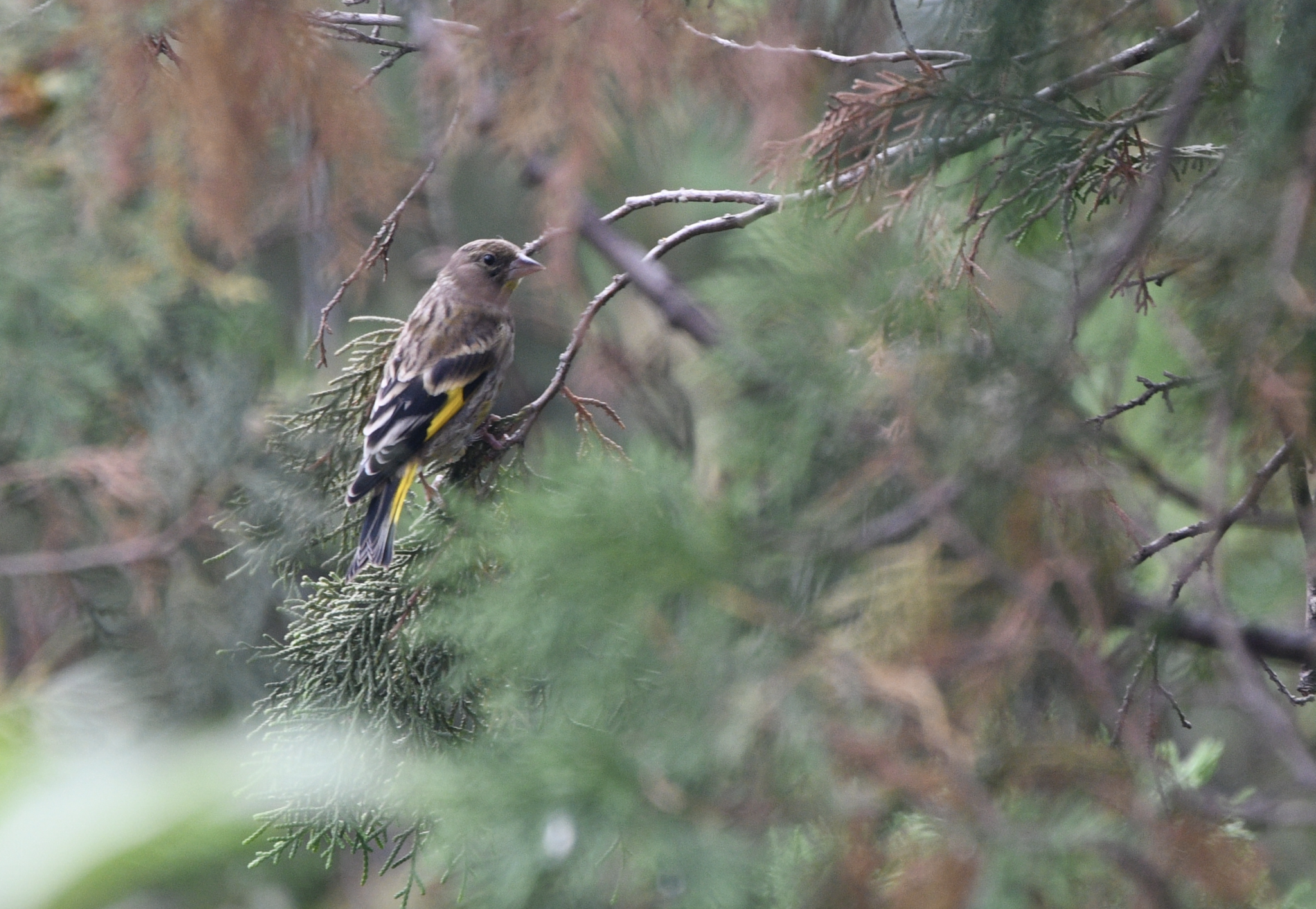Oriental Greenfinch