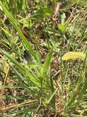 Dichanthelium implicatum