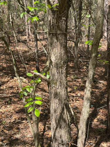 Quercus oglethorpensis, photograph 4