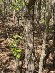 Quercus oglethorpensis, photograph (c) Jeff Clark, some rights reserved (CC BY)