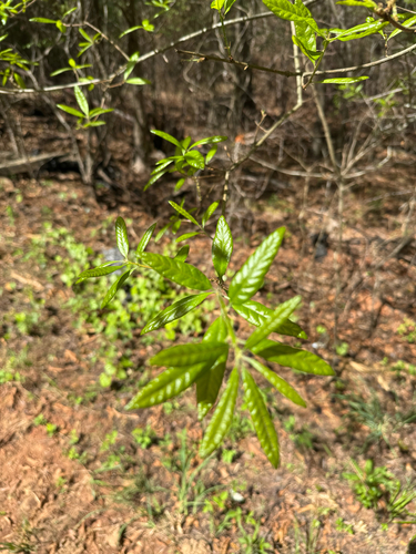 Oglethorpe Oak (Quercus oglethorpensis)