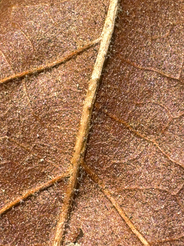 Quercus oglethorpensis, photograph 6