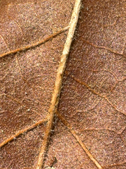 Quercus oglethorpensis, photograph (c) Jeff Clark, some rights reserved (CC BY)