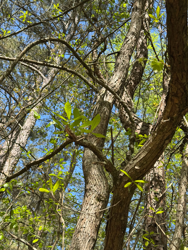 Quercus oglethorpensis, photograph 5