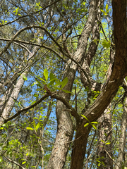 Quercus oglethorpensis, photograph (c) Jeff Clark, some rights reserved (CC BY)