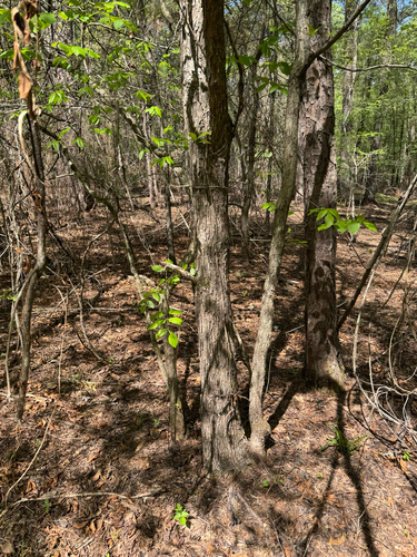 Quercus oglethorpensis, photograph 3