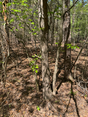 Quercus oglethorpensis, photograph (c) Jeff Clark, some rights reserved (CC BY)