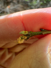 Quercus oglethorpensis, photograph (c) Jeff Clark, some rights reserved (CC BY)