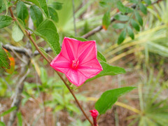 Ipomoea microdactyla