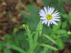 Aster incisus