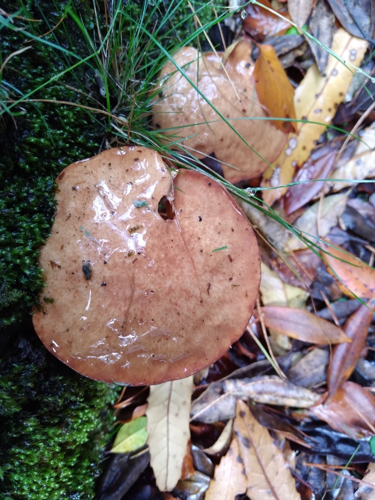 Suillus granulatus · April 2025 · photo: © robert42956 (iNaturalist, CC)