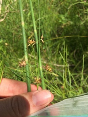 Juncus nodosus