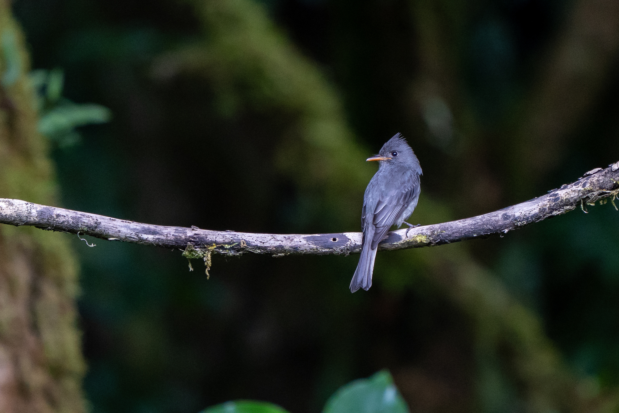 Dark Pewee (Contopus lugubris), photo 3