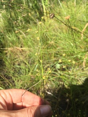 Juncus brachycephalus