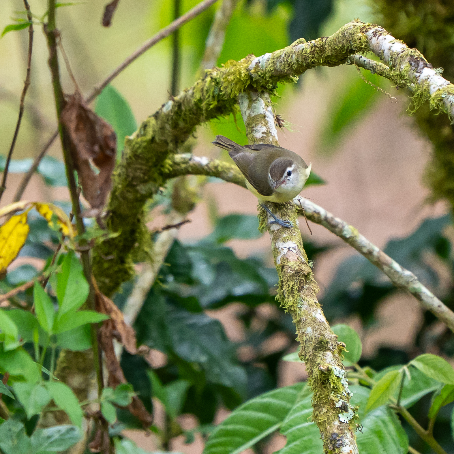 Brown-capped Vireo (Vireo leucophrys), photo 8