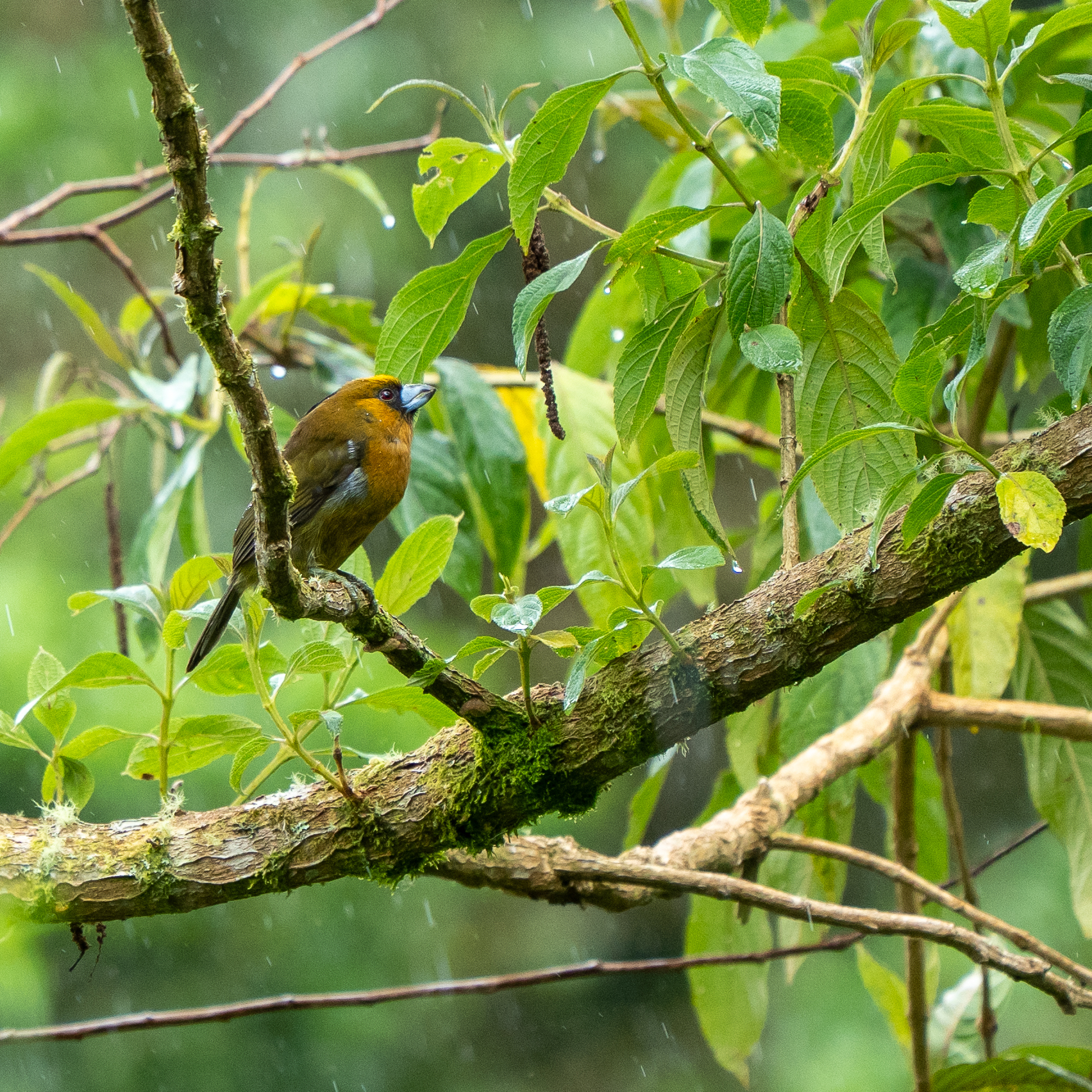 Prong-billed Barbet (Semnornis frantzii), photo 10