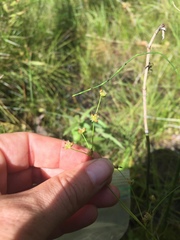 Juncus brachycephalus