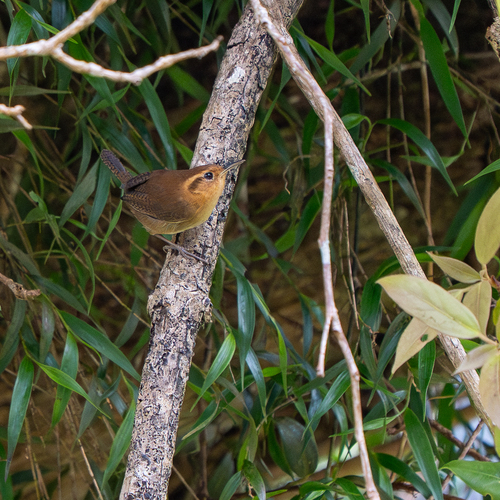 Ochraceous Wren (Troglodytes ochraceus), photo 4