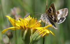 Heliothis oregonica