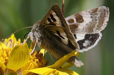 Oregon Gem Moth