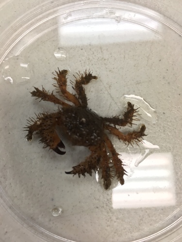 Pilumnus spinohirsutus