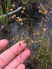 Juncus brachycephalus