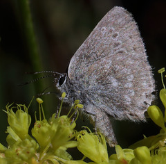Satyrium semiluna