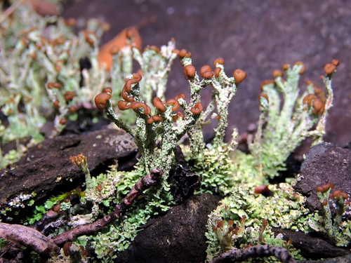 Puvėsinė šiurė nuotrauka