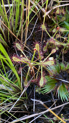 Drosera communis