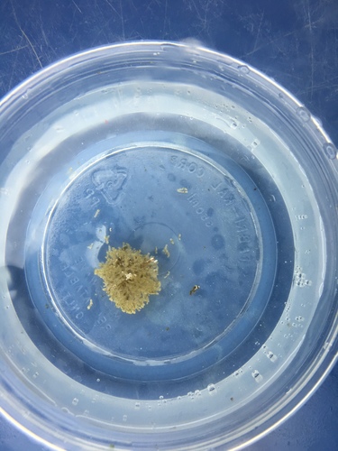 Bryozoa