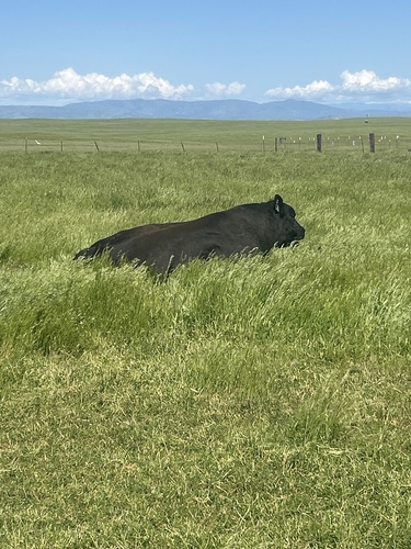 iNaturalist observation photo of Domestic Cattle