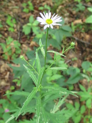 Aster incisus