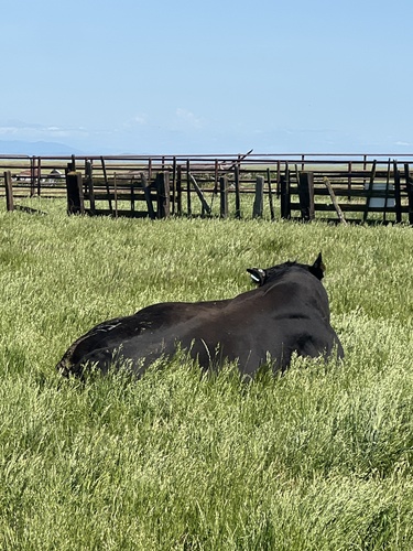 iNaturalist observation photo of Domestic Cattle