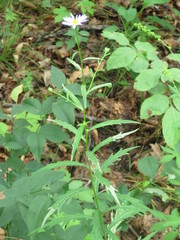 Aster incisus