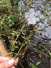 Nasturtium microphyllum