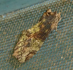 Antithemerastis acrobela