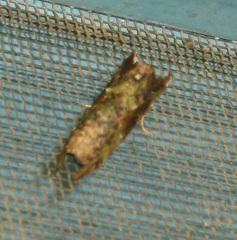 Antithemerastis acrobela