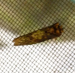 Antithemerastis acrobela