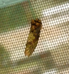 Antithemerastis acrobela