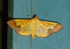 Meroctena staintonii