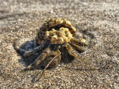 Pagurus hirsutiusculus