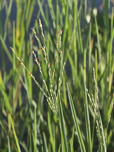Image of Panicum repens by (c) Patrick Belk, some rights reserved (CC BY)